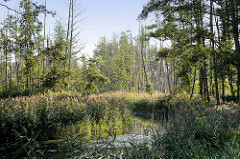 Lauf der Haupt-Spree bei Lübbenau im Spreewald - hohes Schilf und abgestorbene Bäume am Ufer.