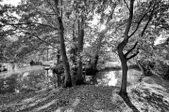 Fliesse im Spreewald bei Lübbenau - Bäume am Ufer; die Sonne scheint durch die Äste - Gegenlichtaufnahme in Schwarz - Weiß.