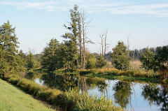 Blick über die Spree bei Lübbenau - Auenlandschaft / Moorlandschaft, abgestorbene Bäume; grüne Erlen und Birken am Spreeufer.