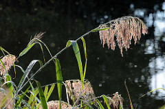 Schilf im Frühtau an der Spree im Spreewald bei Lübbenau.