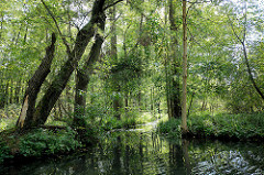 Spreewald in Lübbenau - schmaler Kanal, Bäume stehen dicht am Ufer.