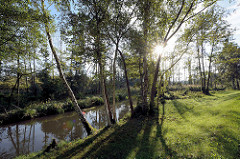 Lauf der Hauptspree bei Lübbenau - Birken und Erlen am Ufer.