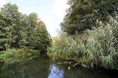 Fliess / Kanal im Spreewald bei Schlepzig - Bäume und hohes Schilf am Ufer.