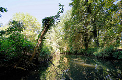 Spreearm / Fließ - Bäume und Sträucher am Wasser; Kanal bei Lübben (Spreewald)