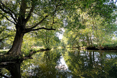 Fliess / Kanal im Spreewald bei Schlepzig - Bäume und Sträucher am Ufer.