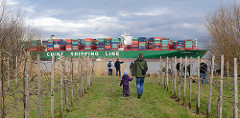 Junge Obstbäume am Elbufer im Alten Land bei Grünendeich - auf der Elbe der havarierte, festgefahrene Frachter CSCL Indian Ocean; Schaulustige stehen am Elbufer.