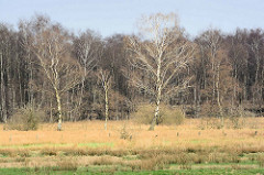 Birkenwald im  Naturschutzgebiet Wittmoor in Hamburg Duvenstedt.