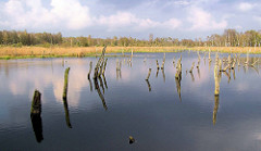Hochmoor Wittmoor in Hamburg Duvenstedt - Hochmoorsee mit abgestorbenen Bäumen, Baumstümpfen.