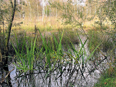 Hochmoor Wittmoor in Hamburg Duvenstedt - Hochmoorsee, Schilf und Erlen im Wasser - Wiese mit Birken.