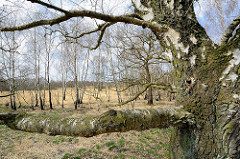 Birkenstamm, Birken im Naturschutzgebiet Wittmoor in Hamburg Duvenstedt.