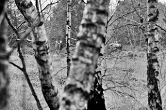 Birken im Naturschutzgebiet Wittmoor in Hamburg Duvenstedt; Schwarz-Weiß Aufnahme.