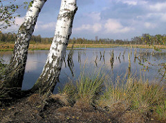 Blick auf den Hochmoorsee im Wittmoor von Hamburg Duvenstedt - eine Birke steht am Ufer; abgestorbene Bäume, Baumstümpfe im Wasser.