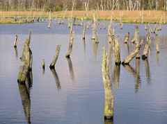 Hochmoor Wittmoor in Hamburg Duvenstedt - Hochmoorsee mit abgestorbenen Bäumen, Baumstümpfen.