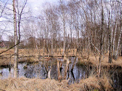 Hochmoor Wittmoor in Hamburg Duvenstedt - Hochmoorsee, vertrocknetes Gras - Wiese mit Birken.