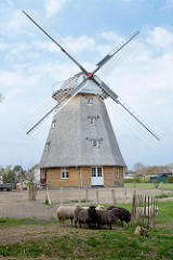 Neubau einer Windmühle in Ahrenshoop auf dem historischen Standort der alten Windmühle - jetzt Nutzung als Ferienwohnung; Schafe auf der Weide.