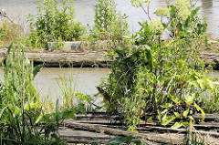 Holzsteg mit Grünpflanzen bewachsen - Marina im Holzhafen von Hamburg Rothenburgsort.