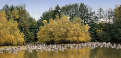 Rastplatz von Graugänsen am Hummelsee in Hamburg Hummelsbüttel - herbstliche Sträucher und Bäume.