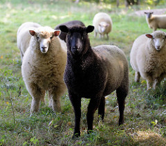Schafsherde auf einer Weide beim Grothwisch in Hamburg Schnelsen.