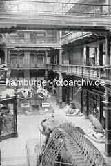 Innenansicht vom Naturhistorischen Museum in Hamburg - Lichthof mit Ausstellungsstücken.
