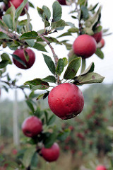 Obstplantage / Apfelplantage mit reifen, roten Äpfeln in Otterndorf.