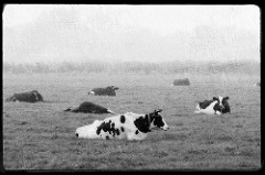 Wiese mit Kühen - Feld in Otterndorf