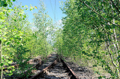 Überwucherte Gleise - Birken; Ehem. Bahnanlage Hamburg Wilhelmsburg - stillgelegt nach der Inbetriebnahme des Rangierbahnhofs Maschen um 1980.
