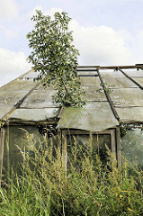 Verfallenes Glashaus / Treibhaus in Hamburg Neuengamme - Glasscheiben sind kaputt, Sträucher wachsen durch das Glasdach.