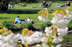 Frühling in Hamburg - Grünanlage an der Alster; sonnenhungrige liegen auf der Wiese; blühende Zierkirschen.