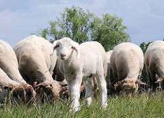 Grasende Schafherde und Osterlamm auf dem Elbdeich - die Schafe halten das Gras auf dem Deich kurz.