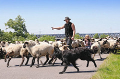 Schafherde auf dem Deich der Süderelbe bei Hamburg Stillhorn; der Schäfer gibt dem Hütehund Anweisungen, wohin er die Schafe treiben soll.