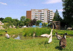 Enten am Teich auf dem Kinderbauernhof in Hamburg Kirchdorf; ein Schaf geht auf dem Weg hinter dem Zaun.