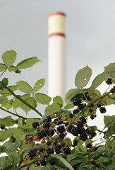 Brombeersträucher überwuchern nicht genutzte Gewerbegebiete in Hamburg Rothenburgsort; die schwarzen Früchte der dornigen Kletterpflanze glänzen in der Sonne.