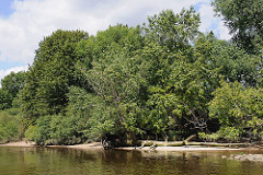 Ufer der Süderelbe beim Naturschutzgebiet Heuckenlock; die Bäume und Sträucher wachsen bis an das Elbufer.