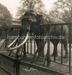 Alte Fotografie vom Hamburger zoologischen Garten in den Wallanlagen - ein Elefant mit langen Stoßzähnen steht hinter einem Eisenzaun.