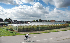Treibhäuser aus Glas stehen am Strassenrand in Hamburg Moorfleet. In diesem Ortsteil von Wilhelmsburg baut die Landwirtschaft neben Blumen auch Gemüse an.