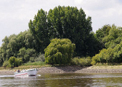 Das Ufer der Norderelbe Höhe Spadenlander Busch / Goetjensort ist dicht bewachsen - bis dicht an das Wasser stehen Weiden und Pappeln.