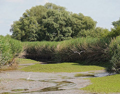 Blick in das Naturschutzgebiet Heuckenlock an der Süderelbe bei Hamburg-Stillhorn; hohes Schilf und Sträucher bietet den Tieren Schutz.