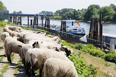 Schafe weiden auf dem Elbdeich beim Schiffsliegeplatz Finkenried - zwei Binnenschiffe haben fest gemacht. Am Heck der TMS HORNHAFEN weht die Deutschlandfahne.
