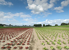 In Hamburg Moorwerder baut die regionale Landwirtschaft neben Blumen auch Gemüse an. Der Salat steht in langen Reihen auf dem Feld.