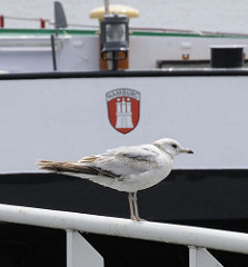 Eine Möwe sitzt auf dem Geländer eines Pontons in der Billwerder Bucht. Im Hintergrund der Schiffsbug eines Hamburger Binnenschiffs mit dem Hamburger Wappen.