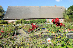 Rosenhof in den Hamburger Vierlanden - blühende Rosen / Rosengarten, im Hintergrund ein lang gestrecktes Reetdach Gebäude.