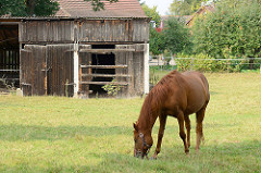 Pferdewiese im Ortskern von Maschen; grasendes Pferd - im Hintergrund ein verfallener Holzschuppen.