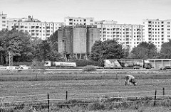 Blick über die Felder bei Hamburg Stillhorn / Wilhelmsburg zur Autobahn A1; eine Kuh steht auf der Weide, dahinter Lastwagenverkehr.