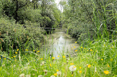 Naturschutzgebiet Rhee im Hamburger Stadtteil Wilhelmsburg; das NSG  ist 18 Hektar groß und  liegt im Stromspaltungsgebiet der Elbe.