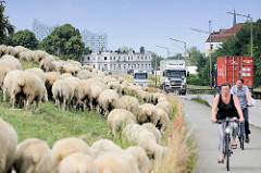 Bilder  aus Hamburg Wilhelmsburg, eine Schafherde weidet am Deich, Lastwagenverkehr auf der Straße.