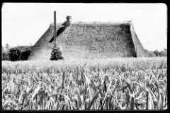 Felder und Reetdachhaus, Bauernhaus im Hamburger Stadtteil Spadenland an der Elbe.