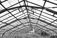 Dach eines Treibhauses / Glashaus in Hamburg Neuengamme - Wildkraut am Boden.