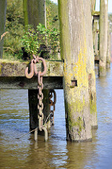 Holzdalben / Anlegepfähle aus Holz - Wildkraut wächst aus vermodertem Holz, eine Eisenketten hängt ins Hafenwasser; Prager Ufer im Moldauhafen, Hafenbecken im Hamburger Hafen.