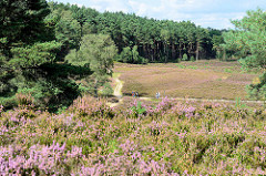 Violetter / lila Teppich von blühender Heide in der Fischbeker Heide - Hügel mit Bäumen.