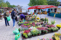 Wochenmarkt im Hamburger Stadtteil Neugraben-Fischbek; Verkaufsstand mit blühenden Blumen, Heide / Erika.